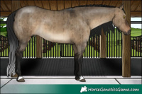 Horse Color:Gray Brown Dun Brindle