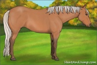Horse Color:Silver Bay Roan