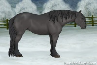 Horse Color:Black 