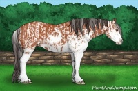 Horse Color:Bay Sabino  and Bay Sabino 