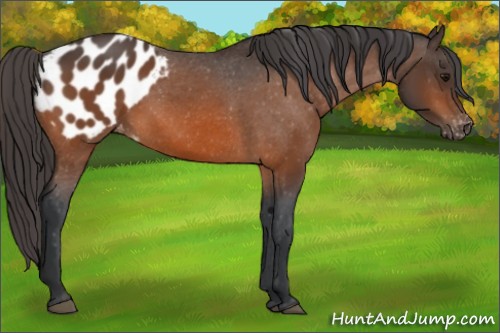Horse Color:Bay Appaloosa 