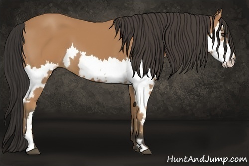 Horse Color:Bay Splash Frame 