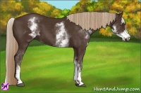 Horse Color:White Spotted Liver Chestnut Frame