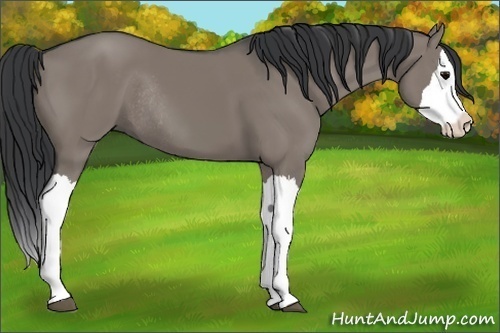 Horse Color:Grullo Sabino Splash  and Grullo Sabino Splash Rabicano 