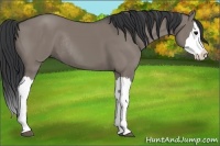 Horse Color:Grullo Sabino Splash  and Grullo Sabino Splash Rabicano 