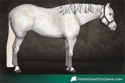 Horse Color:Buckskin Dun Splash Near Leopard 