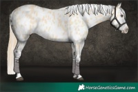Horse Color:Buckskin Dun Splash Near Leopard 