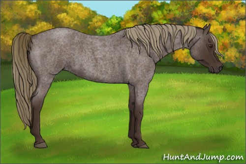 Horse Color:Liver Red Roan 