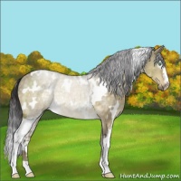Horse Color:White Spotted Buckskin Dun 