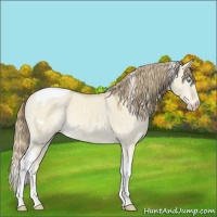 Horse Color:White Spotted Perlino Dun Tobiano