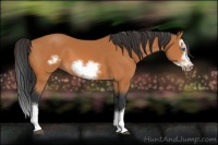 Horse Color:Bay Splash Frame 