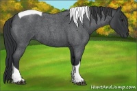 Horse Color:Blue Roan Tobiano