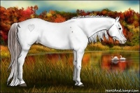 Horse Color:Brown Appaloosa 