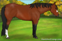 Horse Color:Gray Bay 