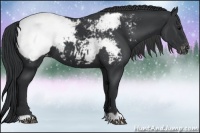 Horse Color:Black Appaloosa 