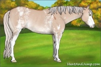 Horse Color:White Spotted Silver Bay Dun Mushroom Sabino Rabicano