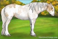 Horse Color:White Spotted Silver Black Pearl Sabino