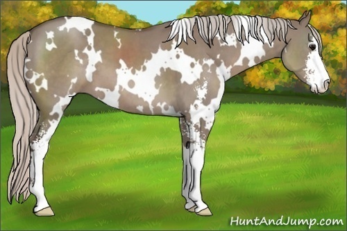 Horse Color:White Spotted Silver Grullo Sabino 