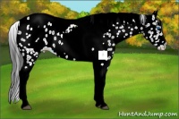 Horse Color:White Spotted Black Splash Tobiano Frame Appaloosa