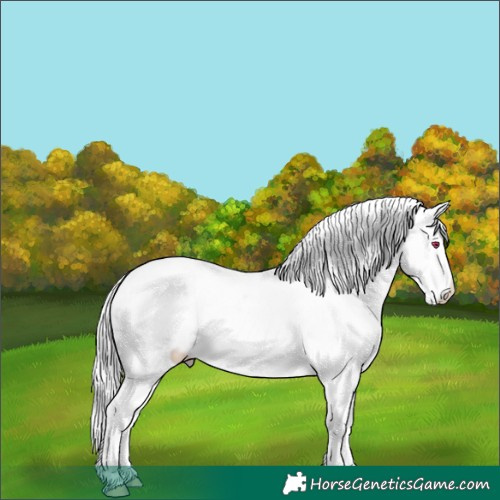 Horse Color:Midnight Chocolate Silver Smoky Creme Chinchilla Dun Near Leopard  and Midnight Classic Cream Champagne Chinchilla Pearl Dun Near Fewspot 