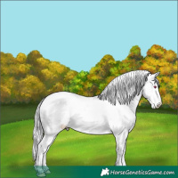 Horse Color:Midnight Chocolate Silver Smoky Creme Chinchilla Dun Near Leopard  and Midnight Classic Cream Champagne Chinchilla Pearl Dun Near Fewspot 