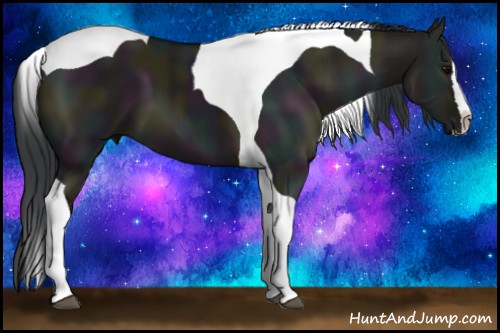 Horse Color:Midnight Grullo Splash Tobiano 
