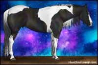 Horse Color:Midnight Grullo Splash Tobiano 