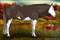 Horse Color:Liver Chestnut Splash 