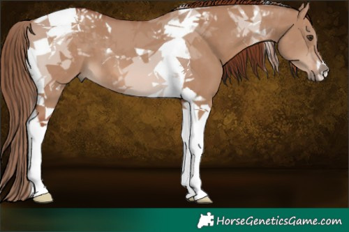 Horse Color:Red Dun Tobiano 