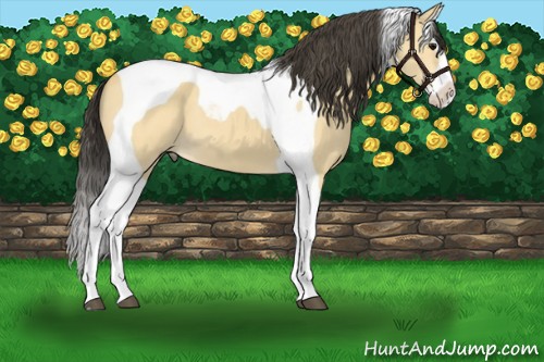 Horse Color:Buckskin Splash Tobiano 