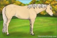 Horse Color:Palomino 