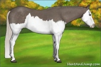 Horse Color:Silver Black Splash