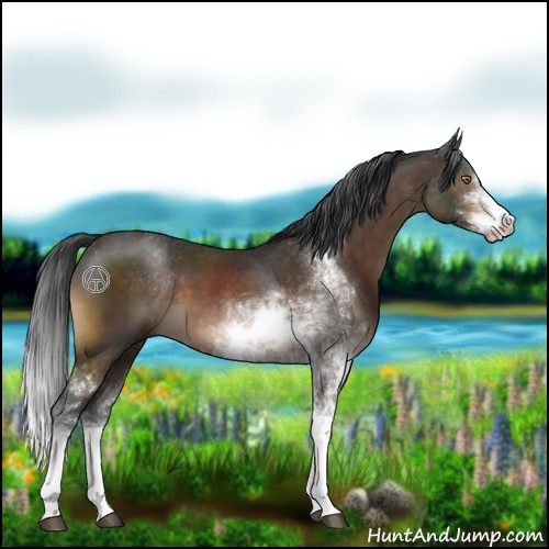 Horse Color:Brown Sabino 