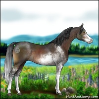 Horse Color:Brown Sabino