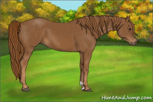 Horse Color:Chestnut 