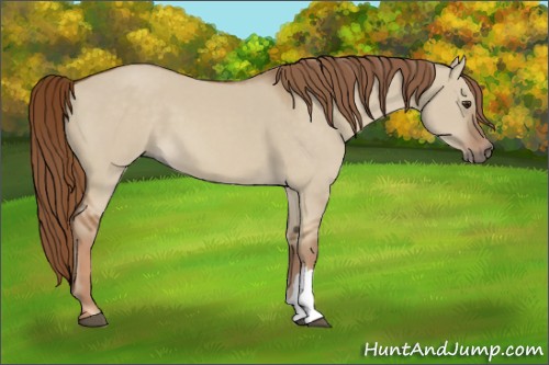 Horse Color:Red Dun 