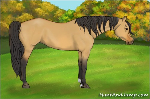 Horse Color:Bay Dun