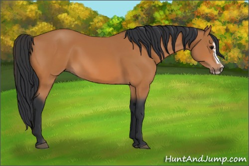 Horse Color:Bay Splash Frame 