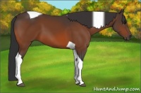 Horse Color:Bay Tobiano