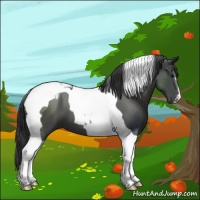 Horse Color:Black Tobiano