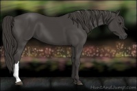 Horse Color:Smoky Black