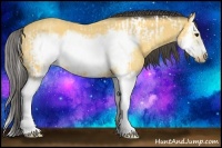 Horse Color:Buckskin Splash Frame  and Buckskin Splash Frame Rabicano 