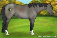Horse Color:Grullo 