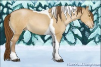 Horse Color:Brown Pearl Dun Tobiano 
