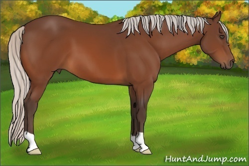 Horse Color:Silver Bay 