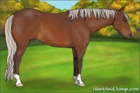 Horse Color:Silver Bay 