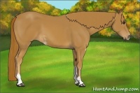 Horse Color:Chestnut Sabino 