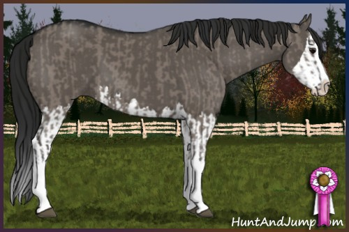 Horse Color:Grullo Sabino Splash  and Gray Grullo Sabino Splash 