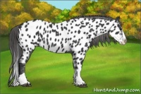 Horse Color:Black Splash Appaloosa 
