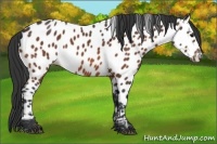 Horse Color:Bay Appaloosa 